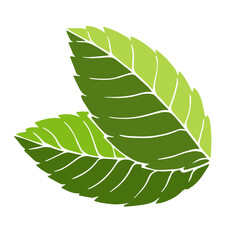 Fresh green mint leaves. Vector graphics.