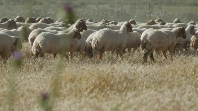 A crowded flock of "Ivesi" breed sheep are pacing on the meadow in slow motion.