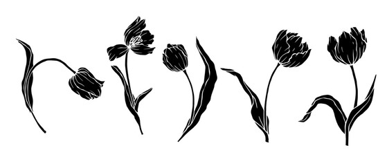 Set of botanical silhouettes of spring tulip flower.Vector graphics.