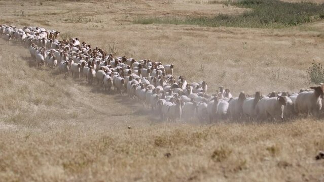 A crowded flock of "Ivesi" breed sheep are pacing on the meadow.