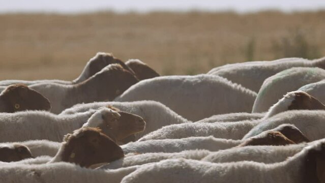 A crowded flock of "Ivesi" breed sheep are pacing on the meadow in slow motion.