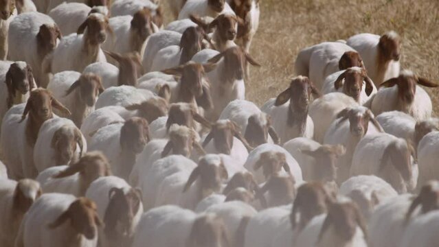 A crowded flock of "Ivesi" breed sheep are pacing on the meadow.