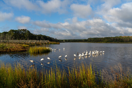 many wood storks and a wooden dock in the marsh of Huntington Beach State Park in South Carolina