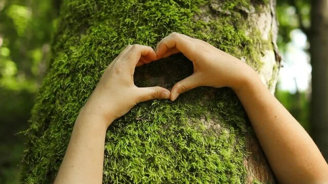 Female hands making an heart shape on a trunk of a tree. Great ecology concept. High quality FullHD footage