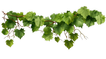 Grape leaves vine plant branch with tendrils in vineyard isolate on transparent background - obrazy, fototapety, plakaty