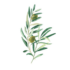 Olive branches bouquet with green olives isolated on white background. Watercolor hand drawn botanical illustration. Can be used for cards, menu, logos, cosmetic, food packaging design