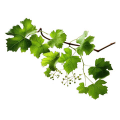 Grape leaves vine plant branch with tendrils isolated on transparent background