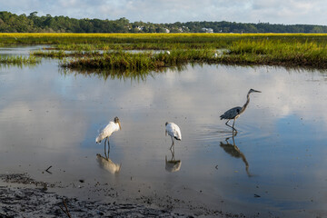 wood storks and a great heron in the tidal waters and marshlands of Huntington Beach State Park in South Carolina