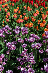 Purple and Orange Patch of Tulips