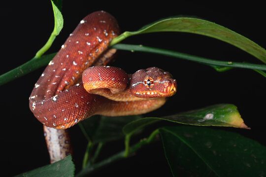Red Neonate Green Tree Python