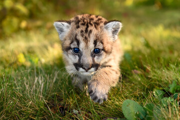 Cougar Kitten (Puma concolor) Steps Forward Paw Up Autumn