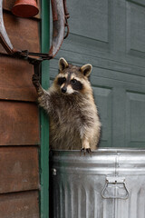 Raccoon (Procyon lotor) in Garbage Can Hangs on to Harness Strap © hkuchera
