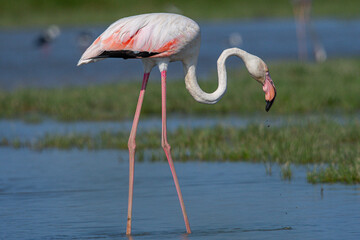 Phoenicopterus roseus is a red flamingo common in aiguamolls emporda girona spain