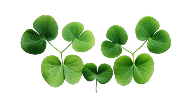 Green leaves with three heart-shaped leaflets resemble a clover in shape isolated on a transparent background