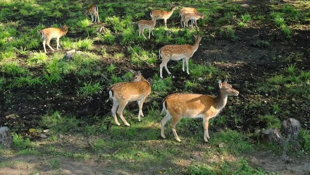 A lot of dappled deers in a forest clearing. A sika deer with antlers eats grass. Cervus nippon. Herd of herbivores animals. Sunny day. Beauty in nature.