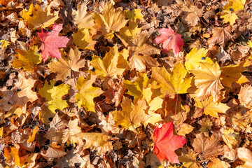 Autumn colorful maple leaves background. Colorful background image of fallen autumn leaves.