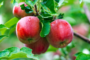 Red ripe apples on tree branch