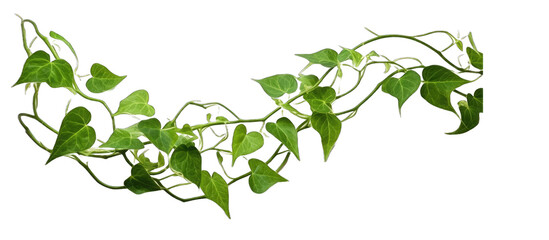 Plant bush with hanging vines of green variegated heart-shaped leaves the tropical foliage houseplant isolate on transparent background  - obrazy, fototapety, plakaty