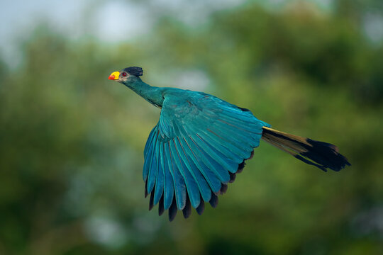 Great blue turaco in flight against clean and blurred background vegetation