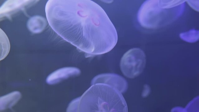 The Moon Jellyfish Or Common Jellyfish (Aurelia Aurita)