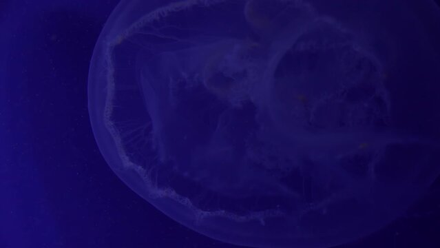 The Moon Jellyfish Or Common Jellyfish (Aurelia Aurita)