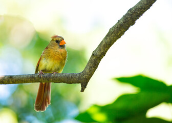 Northern Cardinal (Cardinalis cardinalis) in Central Park, New York