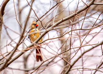Northern Cardinal (Cardinalis cardinalis) in Central Park, New York