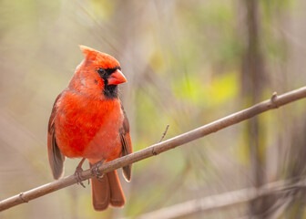 Northern Cardinal (Cardinalis cardinalis) in Central Park, New York