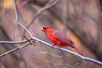 Northern Cardinal (Cardinalis cardinalis) in Central Park, New York