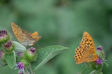 Mariposas naranjas descansando después de vuelo.