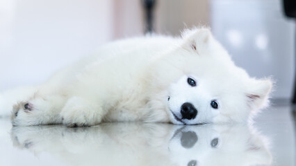 white dog white puppy