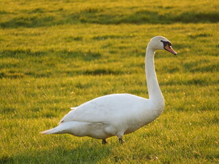 white swan on a grass