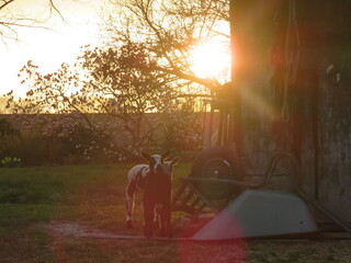 Lambs at sunset