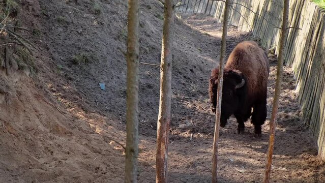 European bison - Bison bonasus in the green grass field. Animal nursery. Large herbivore animal. National park.