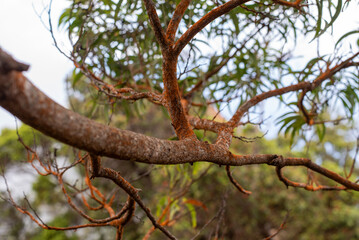 Fototapeta premium branches of a tree in Hawaii 