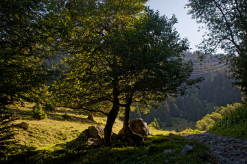 Mountain path through the trees and meadows leads to Pas de la Coche