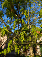 Young green leaves of the maple tree growing in the home garden on a sunny spring day, Lodz, Poland.