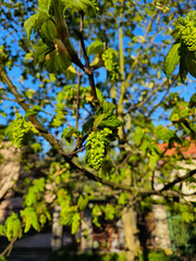 Young green leaves of the maple tree growing in the home garden on a sunny spring day, Lodz, Poland.