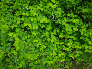 Young green leaves of the shrub growing in the home garden on a sunny spring day, Lodz, Poland.