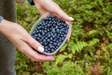 blueberries collected in the forest, picking berries in season