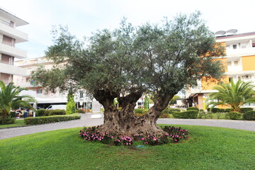millenial old olive tree