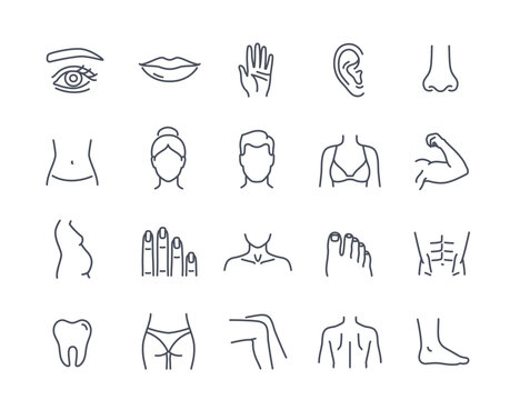 Human body parts icon set. Outline icons with ear and eye, fingers and hand, muscles and back, lips and teeth. Anatomy, health and medicine. Linear flat vector collection isolated on white background