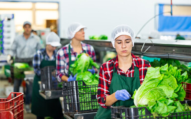 Focused Hispanic workwoman working on sorting line in vegetable factory, arranging selected green...