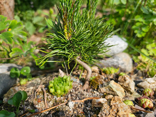 A small spruce, which grows in a home rock garden on a sunny summer day, Walbrzych, Poland.