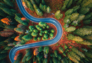 Aerial view of snake road in colorful autumn forest at sunrise. Dolomites, Italy. Top view of...