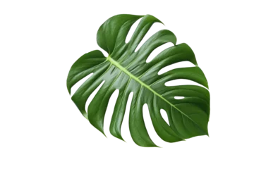 Stickers pour porte Monstera Monstera leaf isolated on transparent background. Generative ai