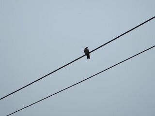 A lonely pigeon sitting on the phone cables on a cloudy spring day, Lodz, Poland.
