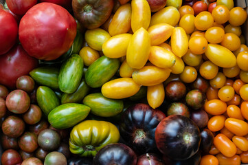 Top view of various colorful beautiful fresh ripe heirloom tomato assortment
