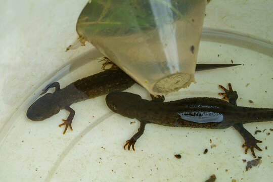 Great Crested Newt (Triturus cristatus), Ecological Survey