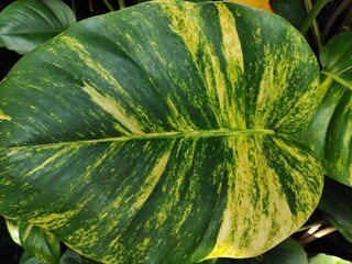 closeup leaf